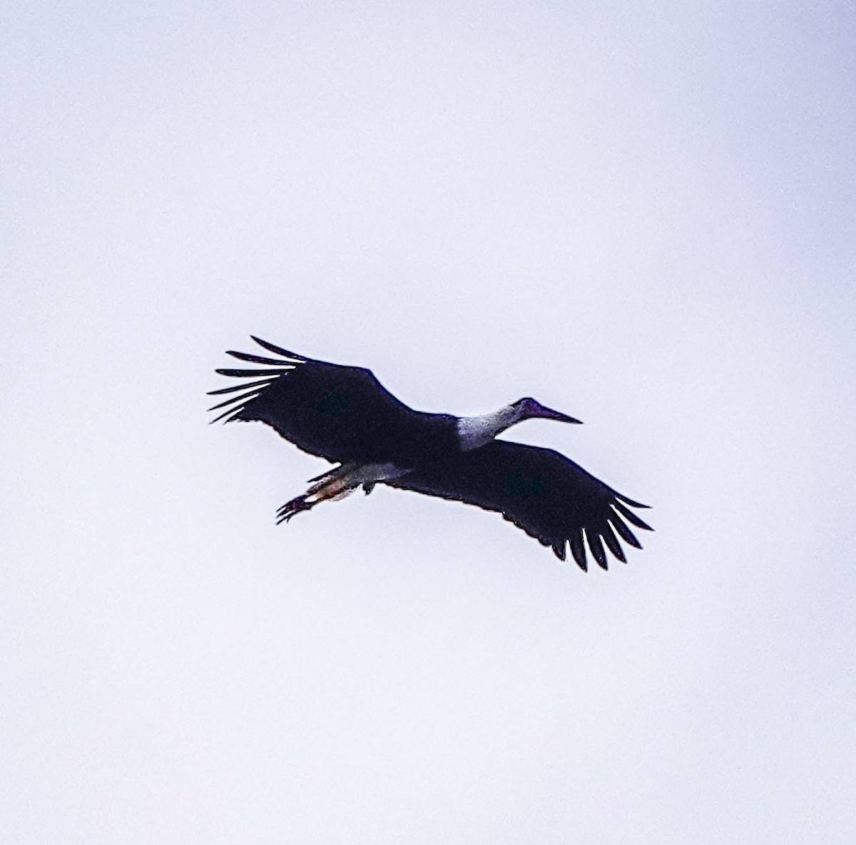 Asian Woolly-necked Stork - ML612371642