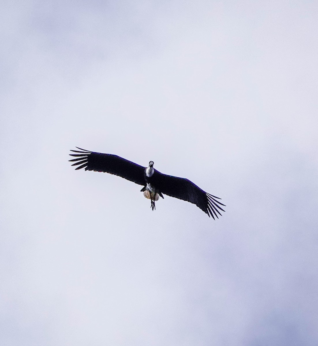 Asian Woolly-necked Stork - ML612371643