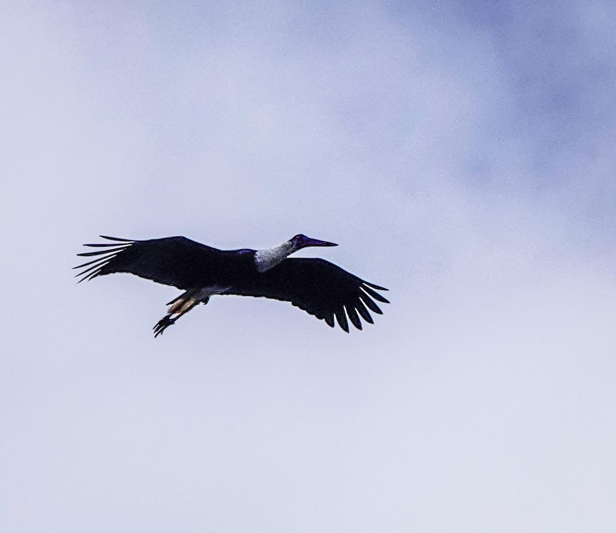 Asian Woolly-necked Stork - ML612371644