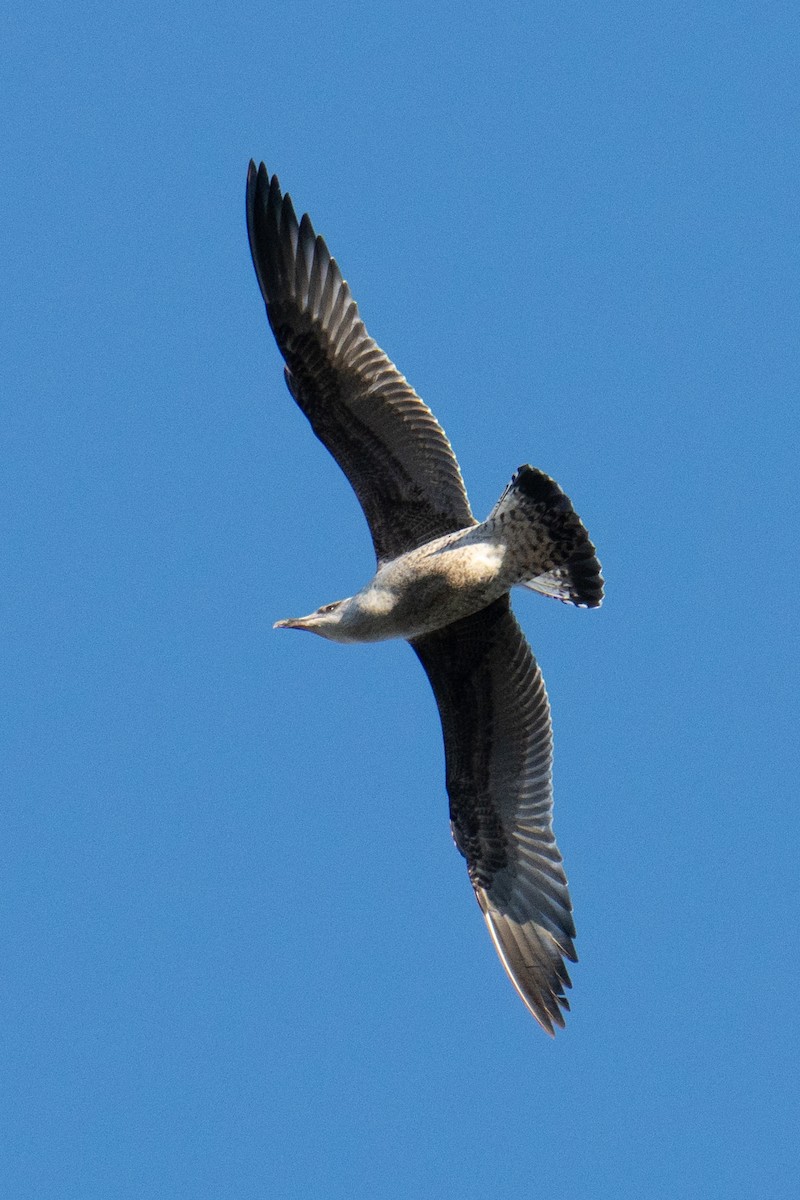 Yellow-legged Gull - ML612371650