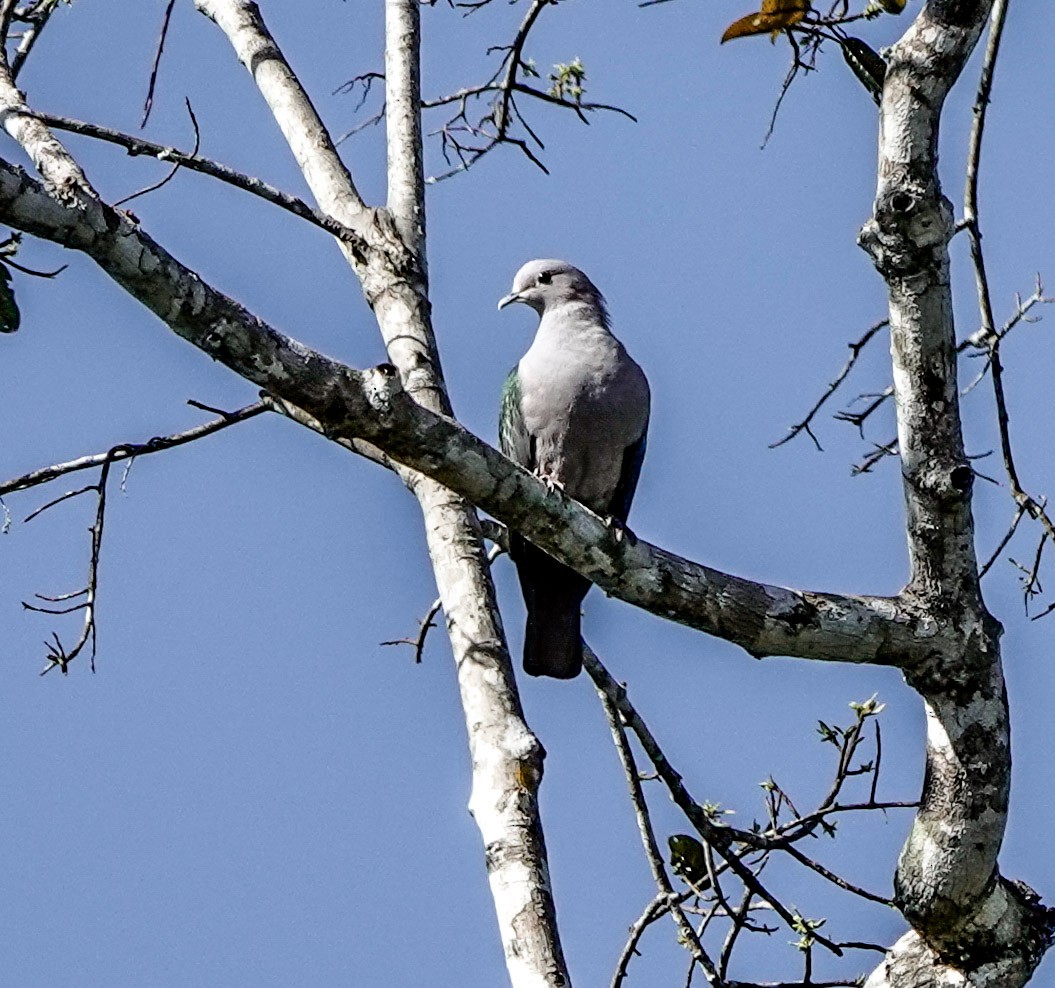 Green Imperial-Pigeon - ML612371653