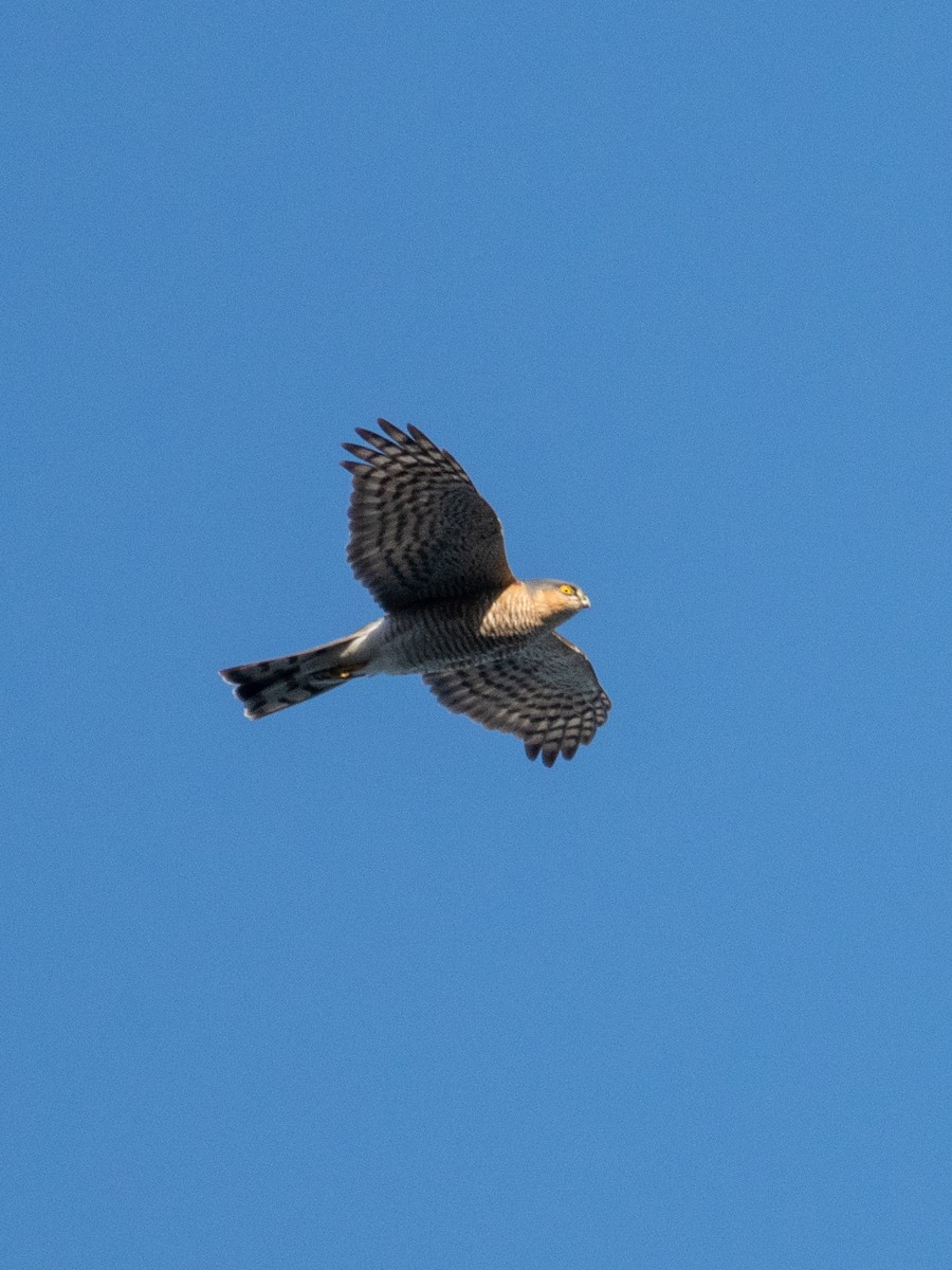 Eurasian Sparrowhawk - ML612371658