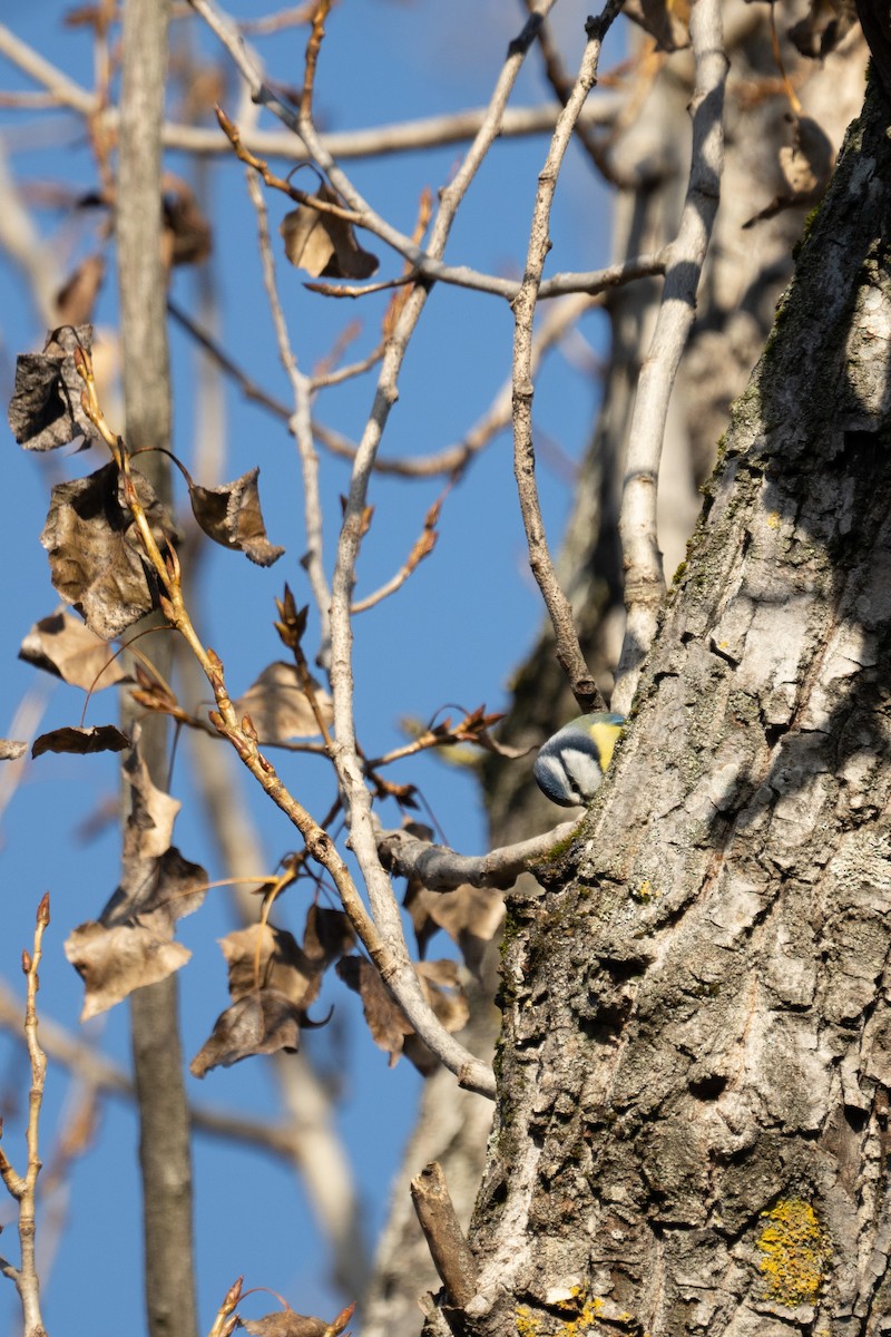 Eurasian Blue Tit - ML612371662