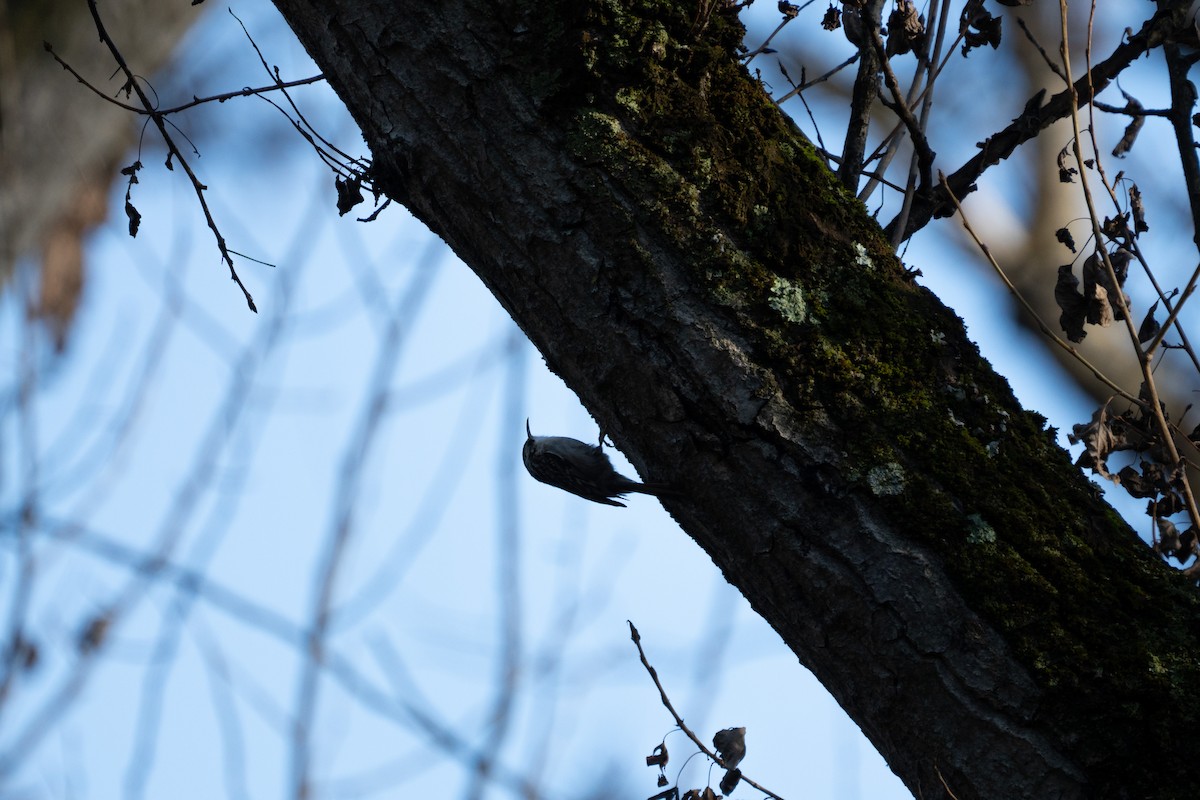 Short-toed Treecreeper - ML612371663