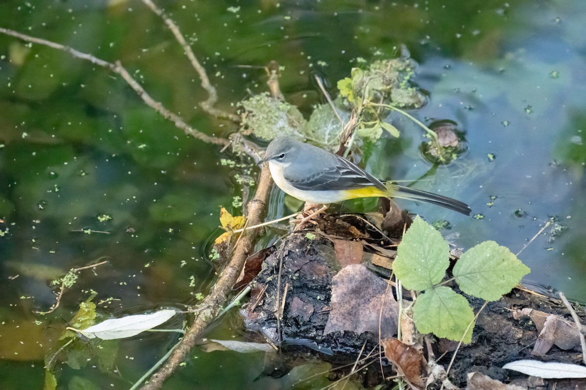 Gray Wagtail - ML612371664