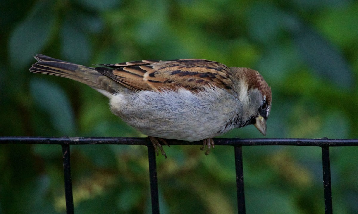 House Sparrow - ML612371701