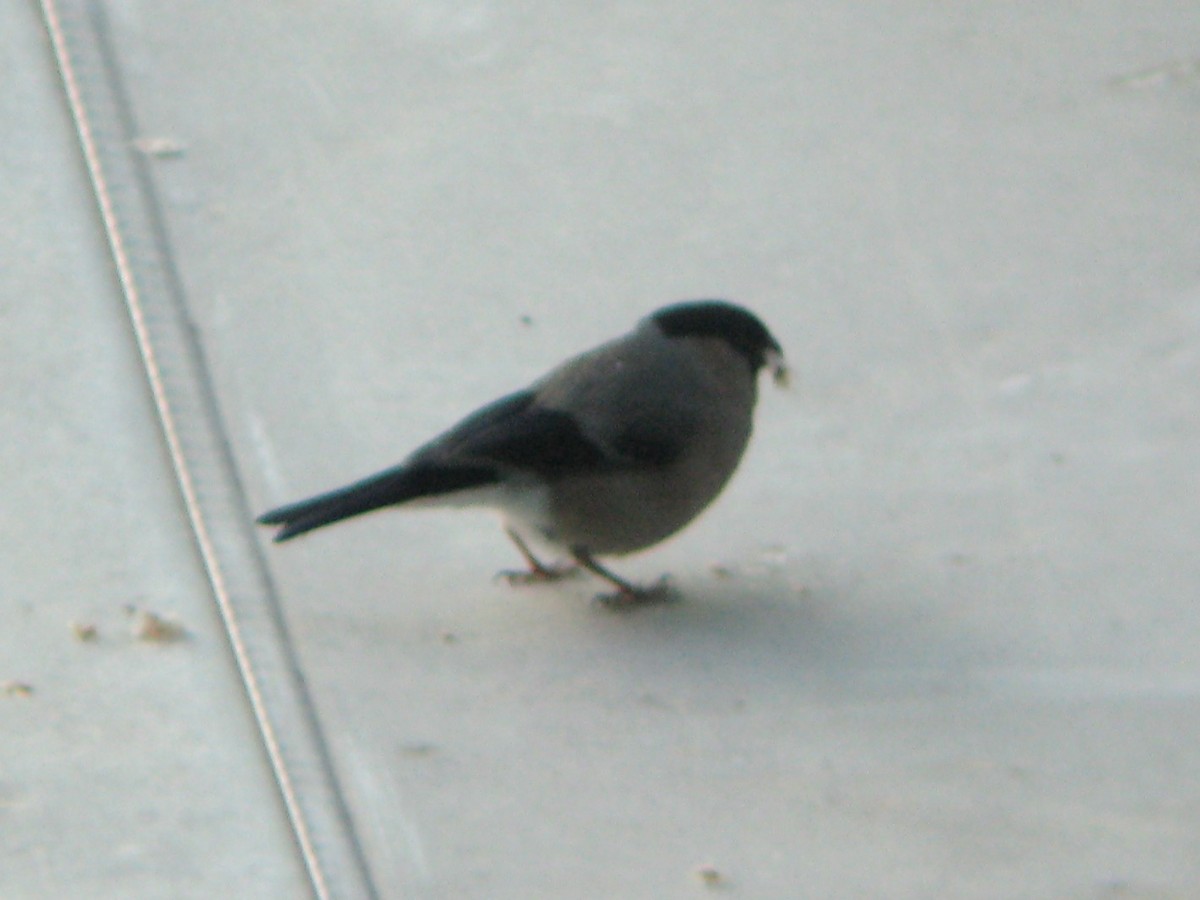 Eurasian Bullfinch (Eurasian) - ML612371819