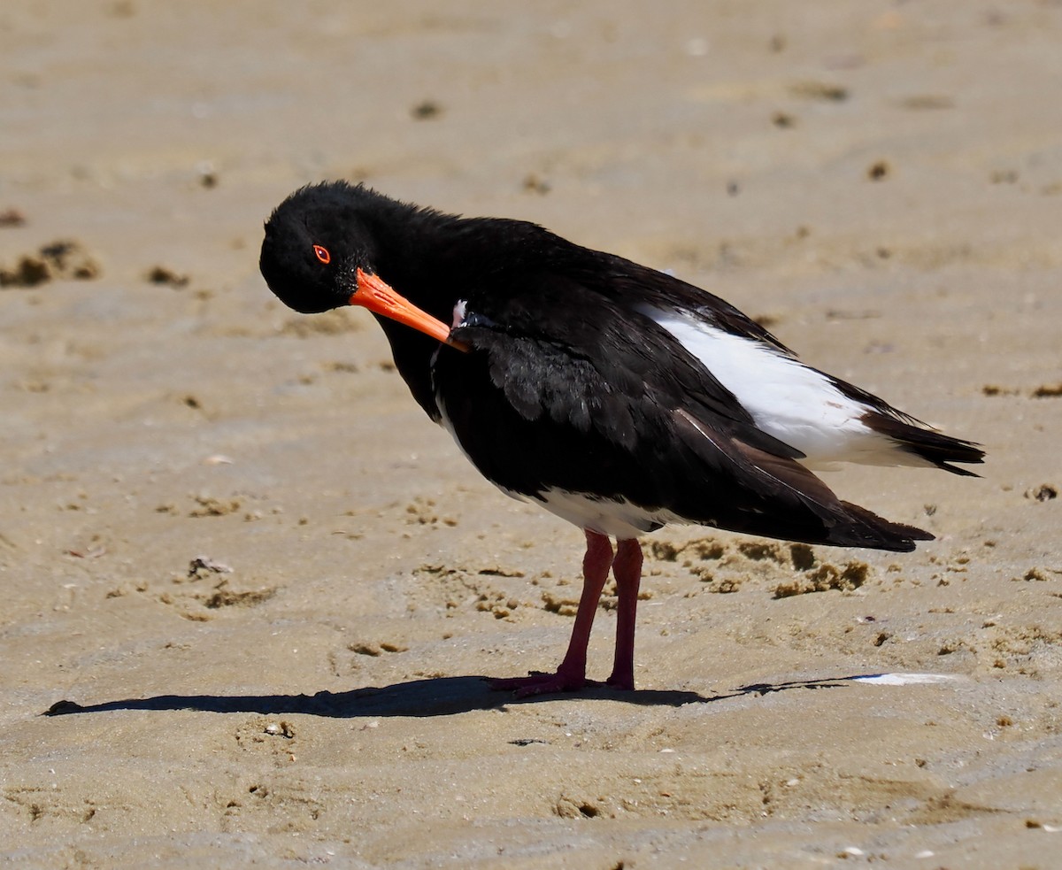 Pied Oystercatcher - ML612371872