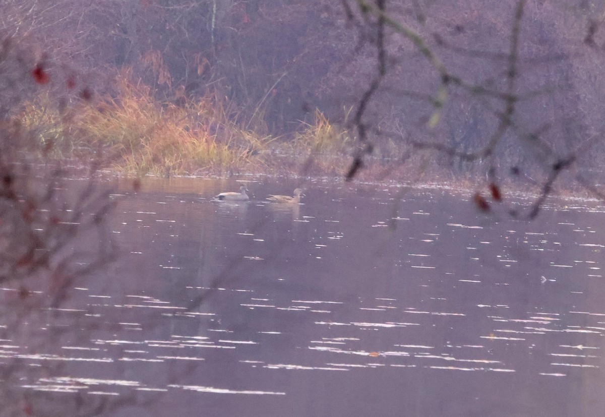 American Wigeon - ML612371969