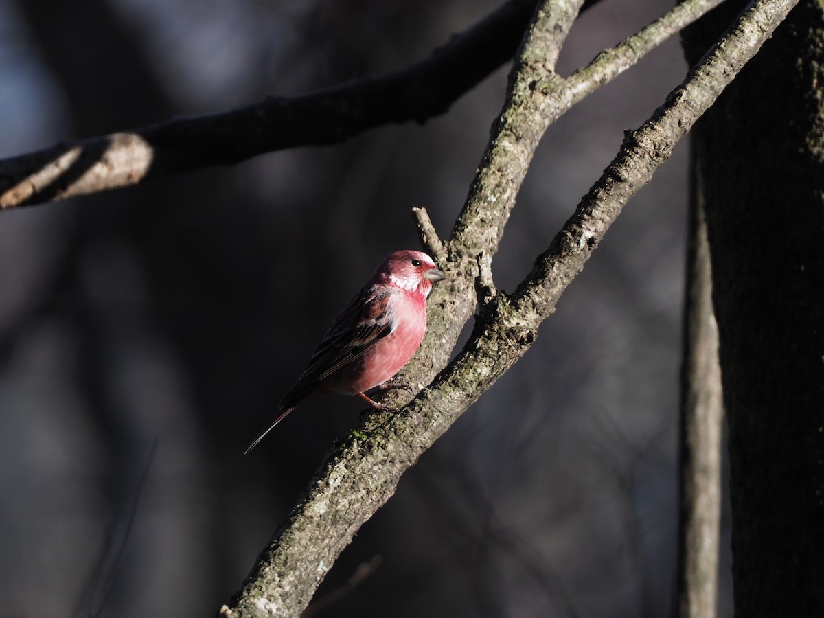 Pallas's Rosefinch - ML612371973