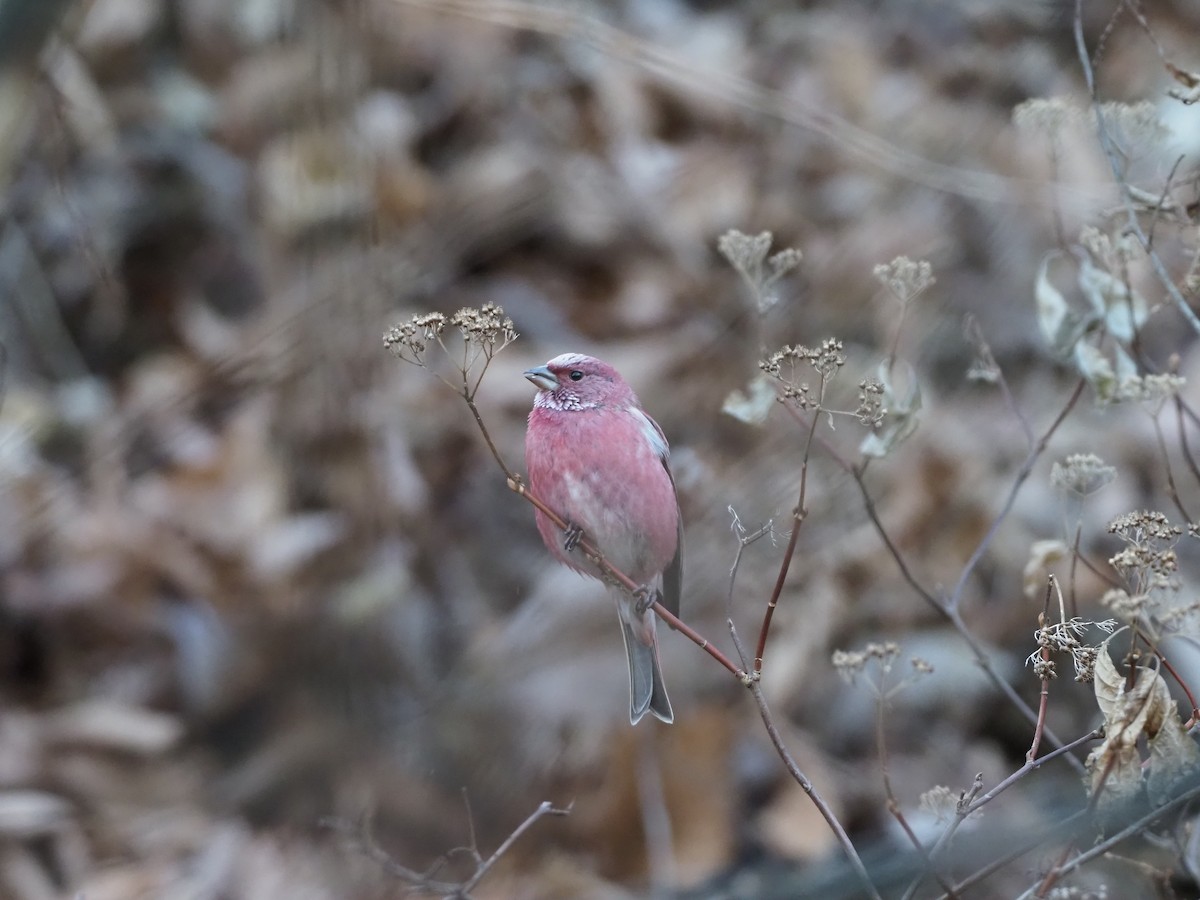 Pallas's Rosefinch - ML612371974