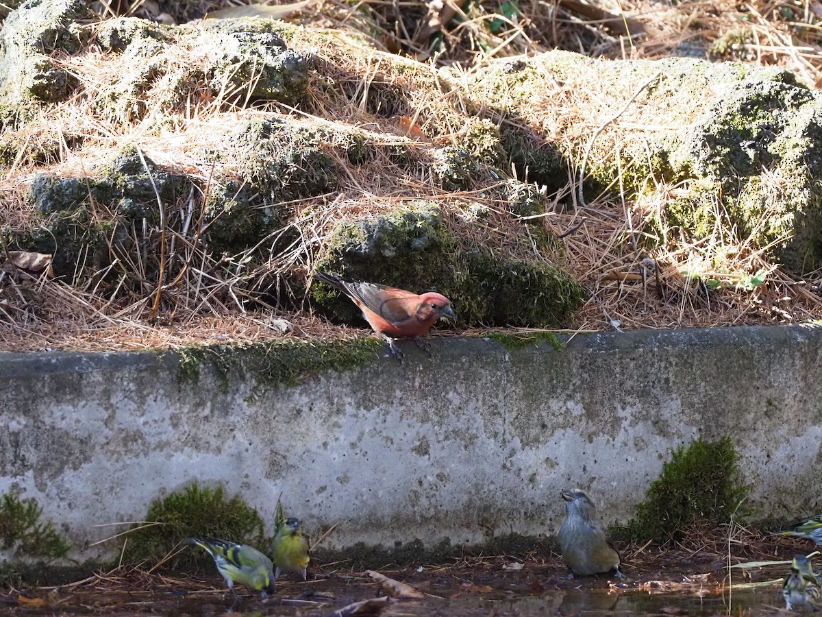 Red Crossbill - ML612371977