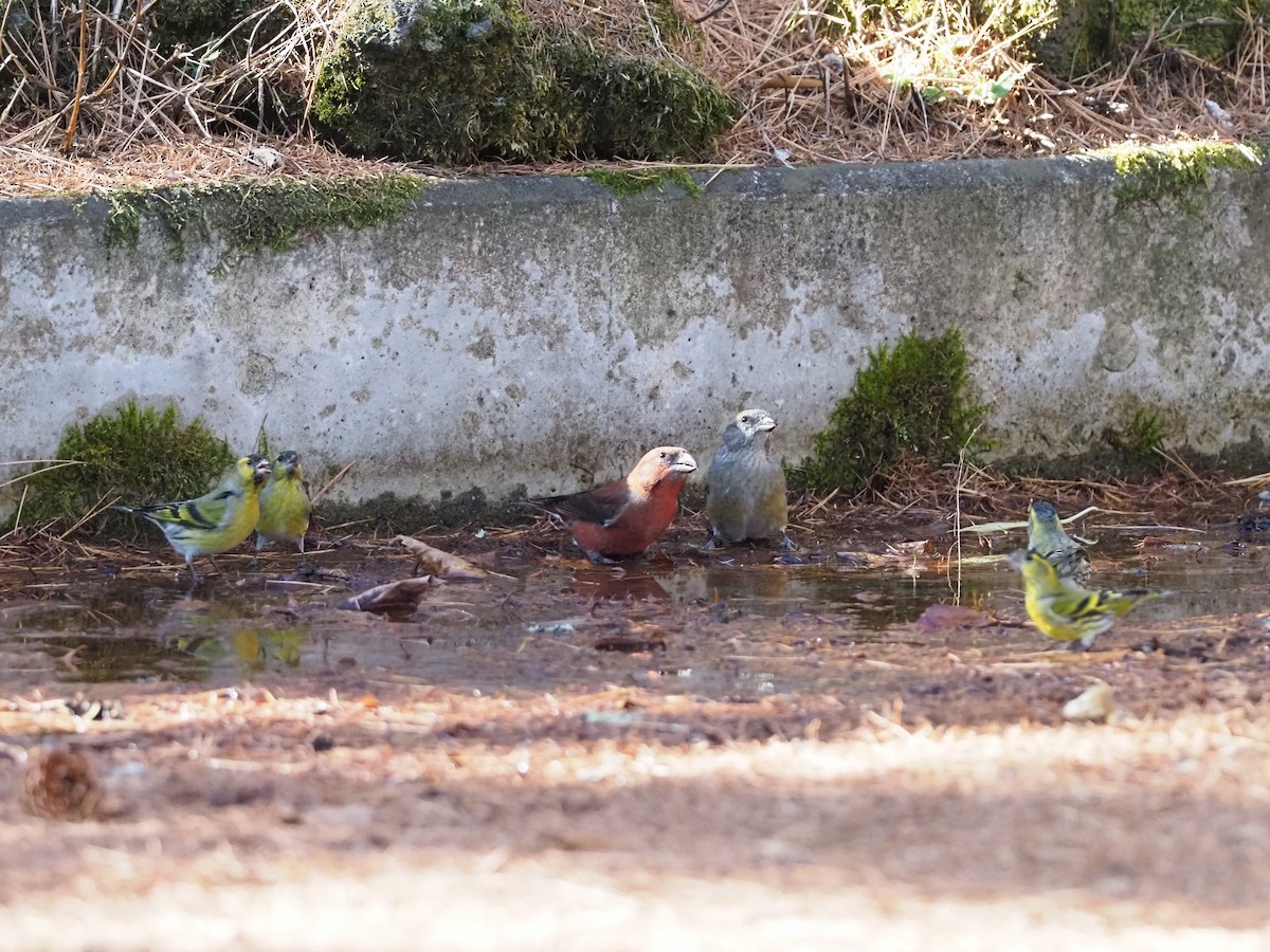 Red Crossbill - ML612371981