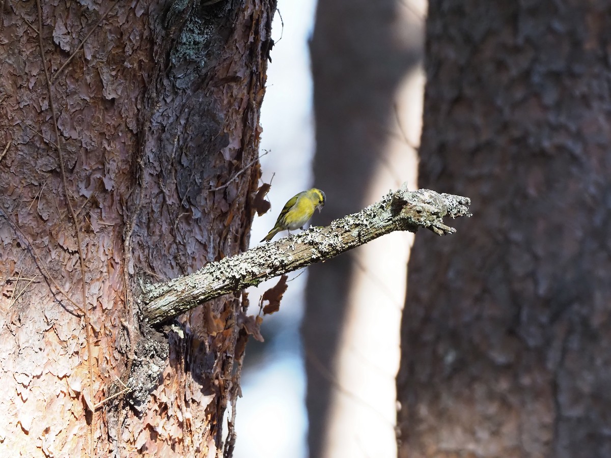 Eurasian Siskin - ML612371991