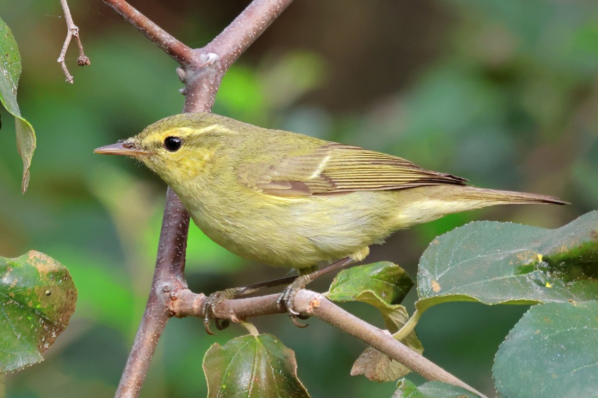 Green Warbler - Vikram S