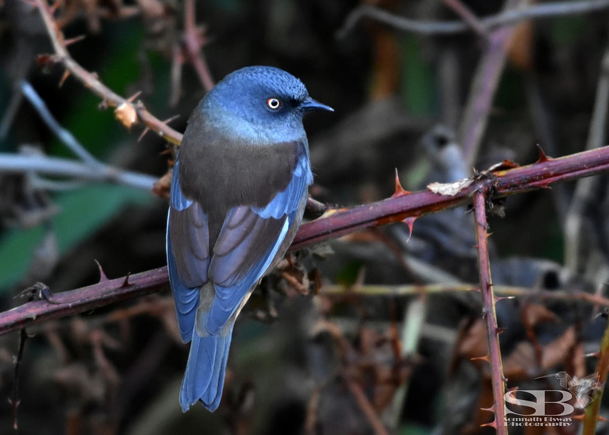 Maroon-backed Accentor - ML612372043