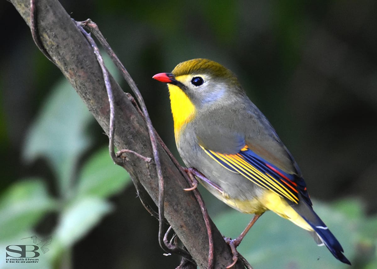 Red-billed Leiothrix - Somnath Biswas