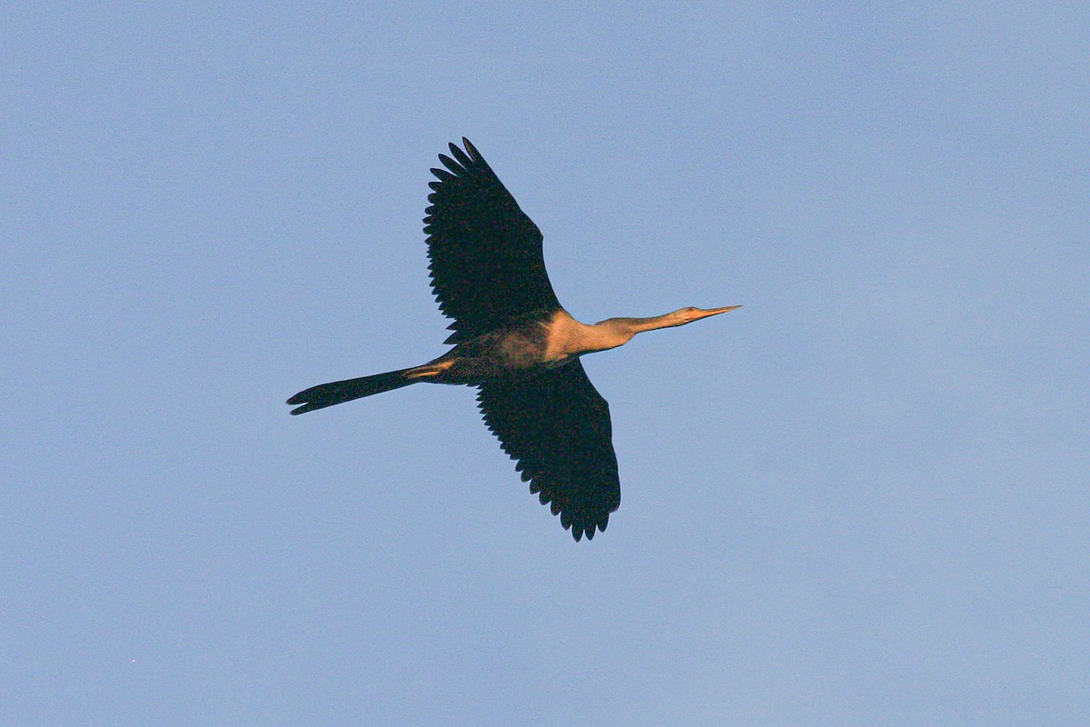 anhinga americká - ML612372134