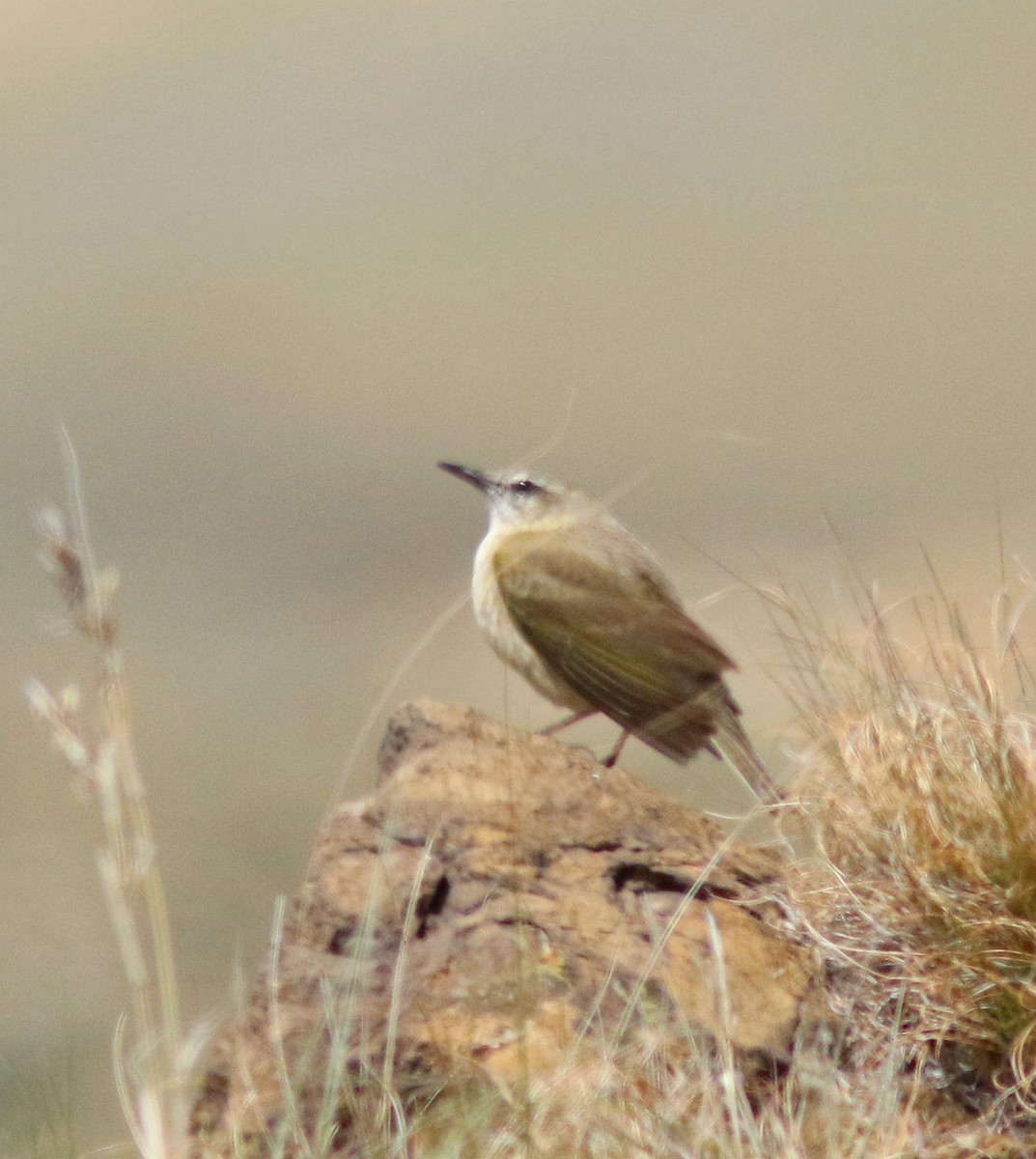 Yellow-tufted Pipit - ML612372161