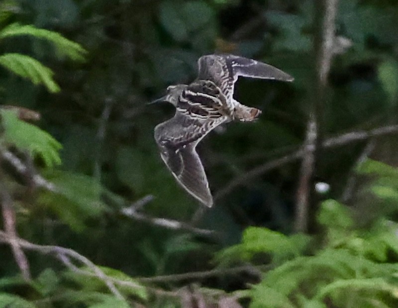 Common Snipe - ML612372186