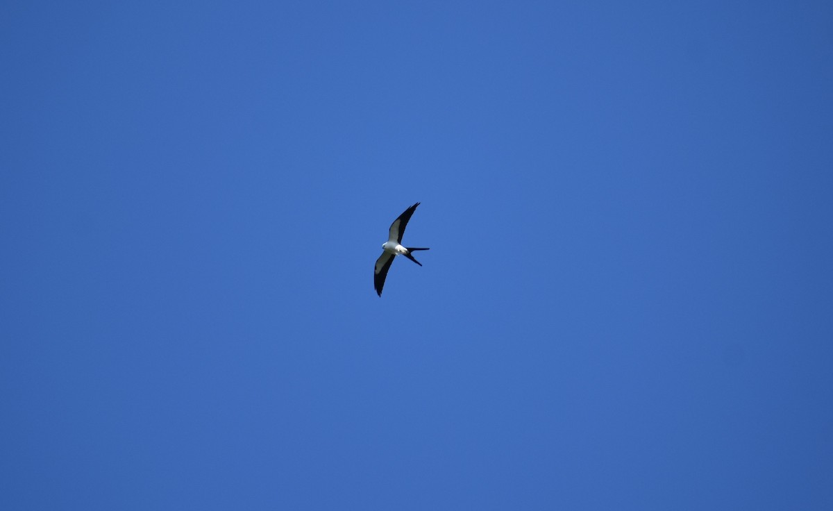 Swallow-tailed Kite - ML612372221