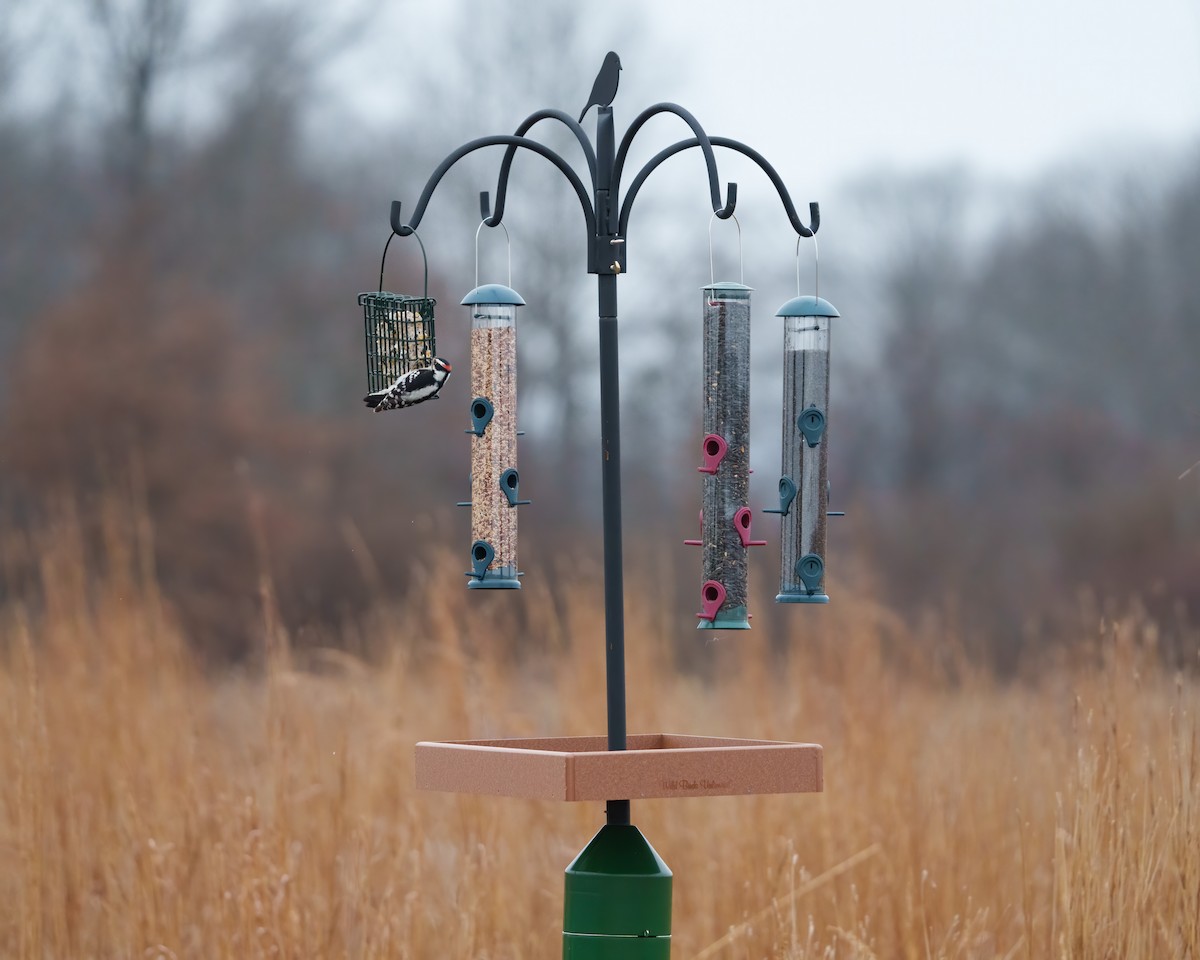 Downy Woodpecker - Susan Logan Ward