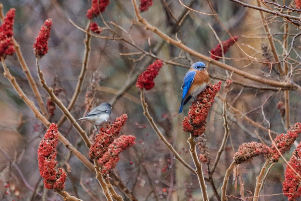 Eastern Bluebird - Lisa Bacon