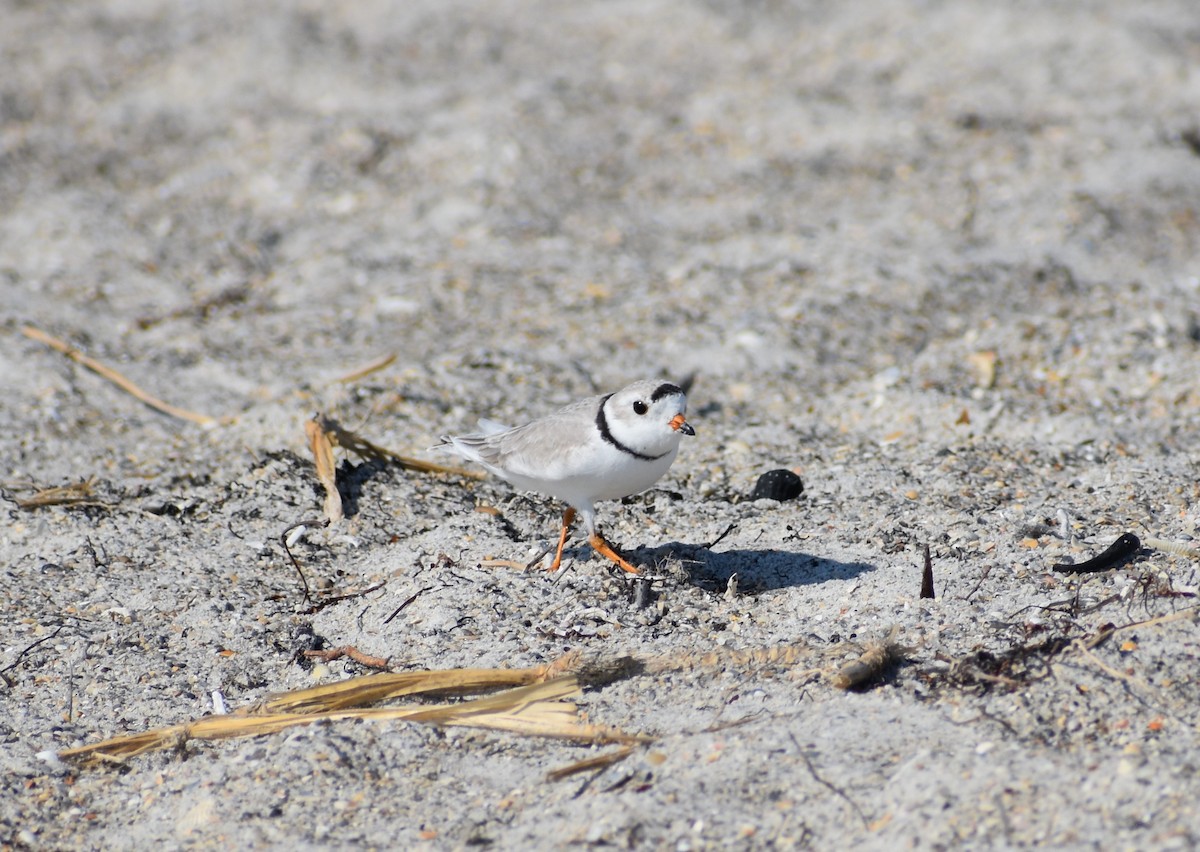 Piping Plover - ML612372301