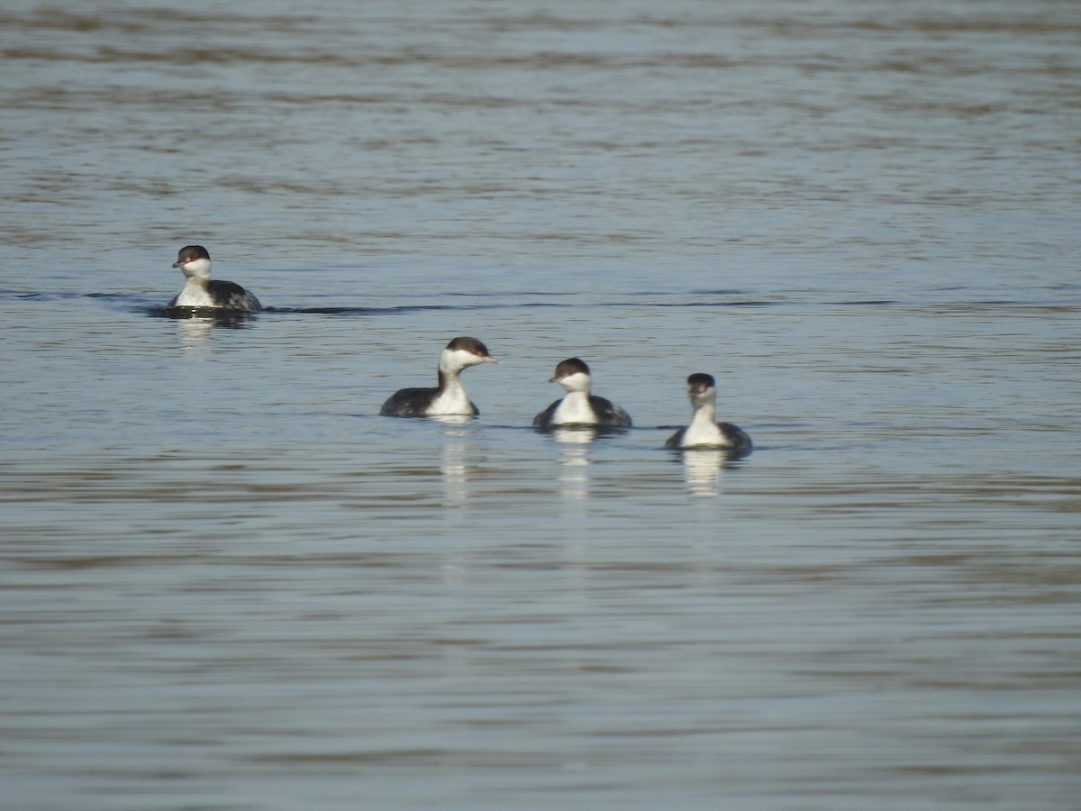 Horned Grebe - ML612372331