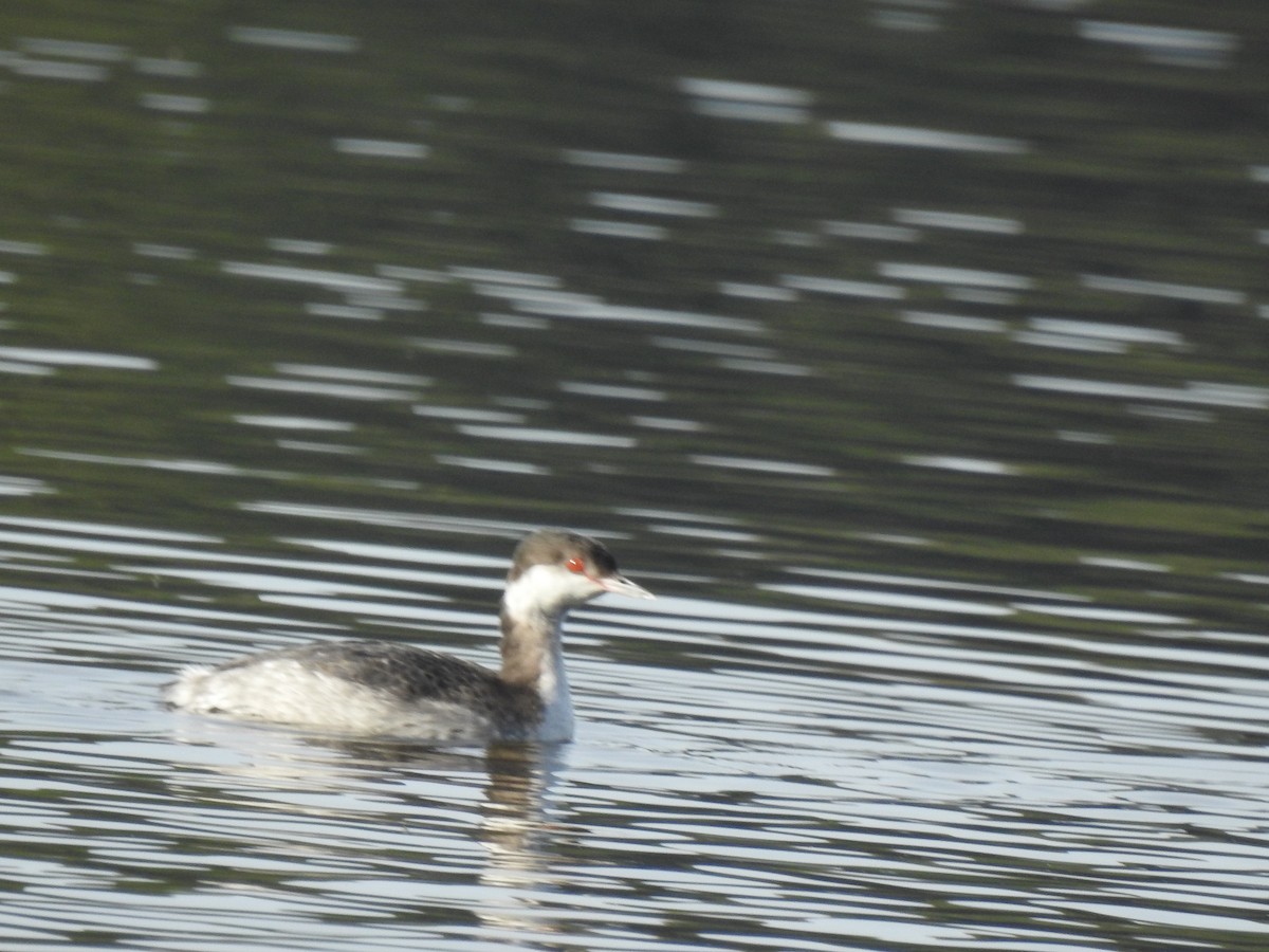 Horned Grebe - ML612372332