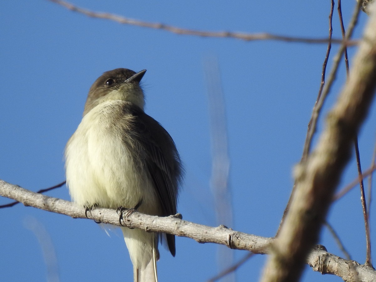 Eastern Phoebe - ML612372336