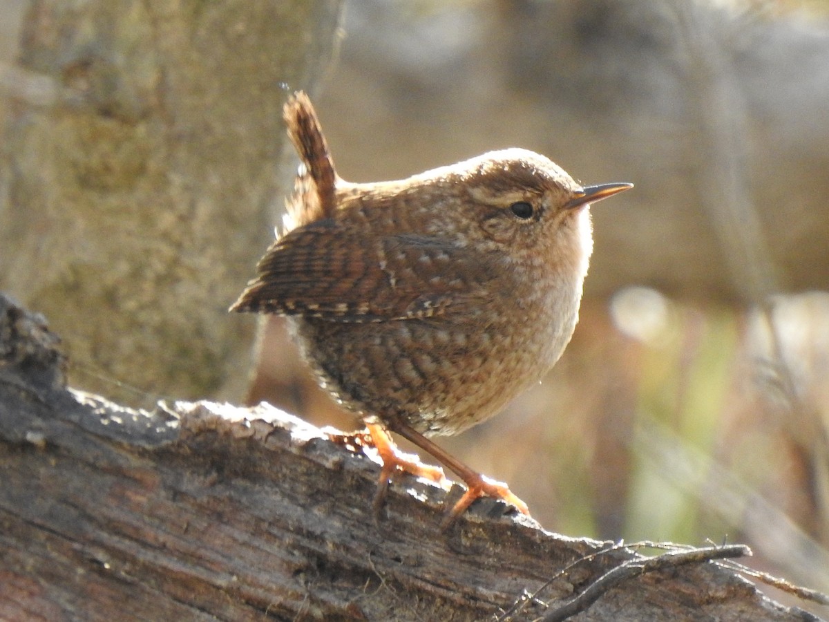 Winter Wren - ML612372341