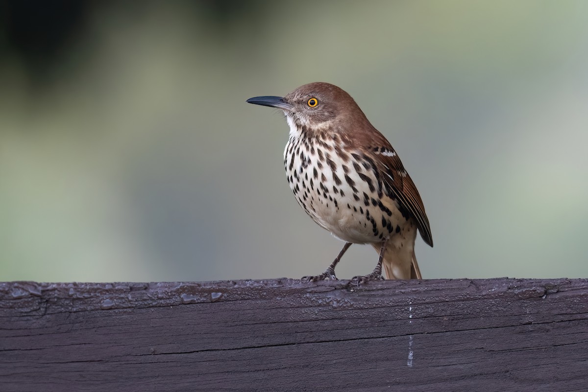 Brown Thrasher - ML612372347