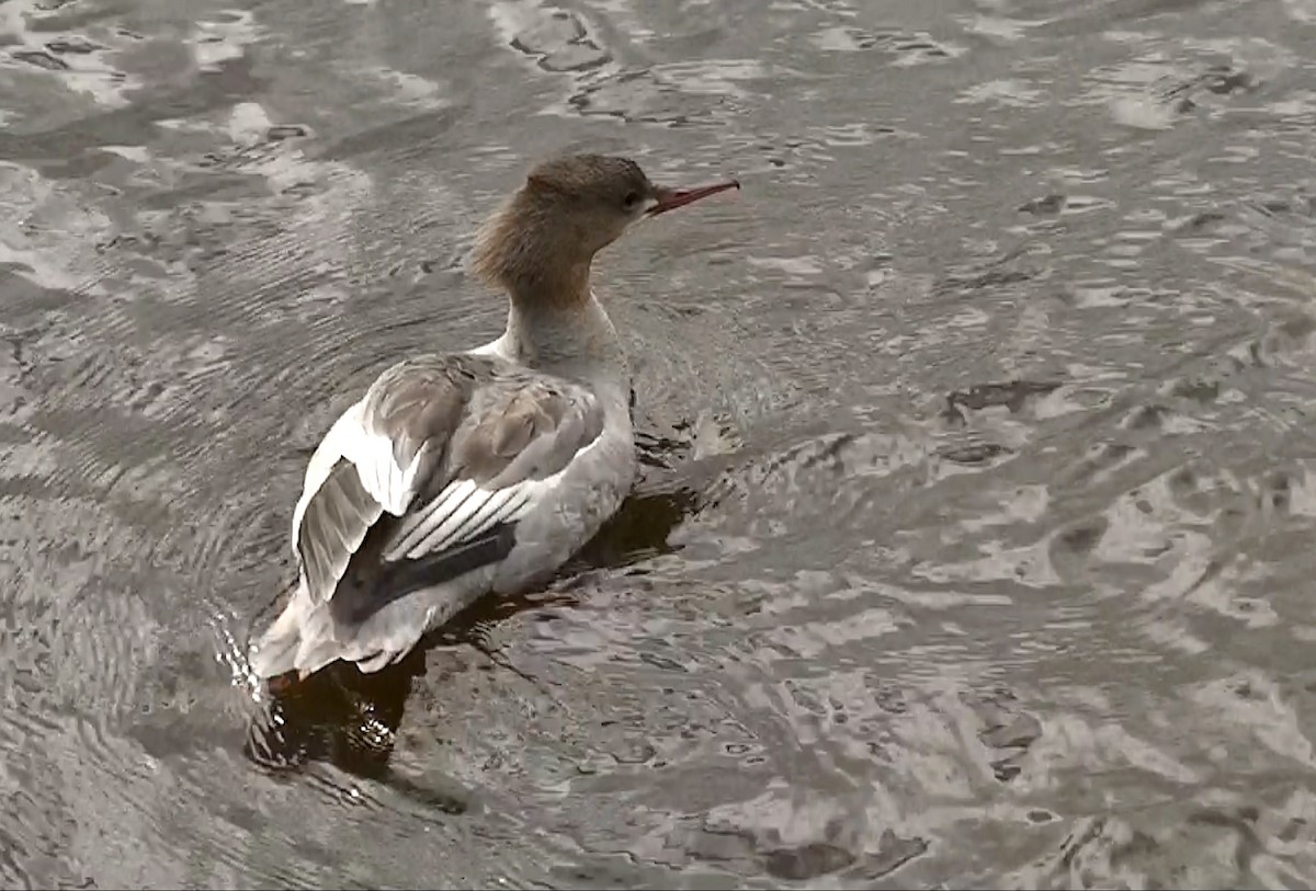 Common Merganser - Delfin Gonzalez