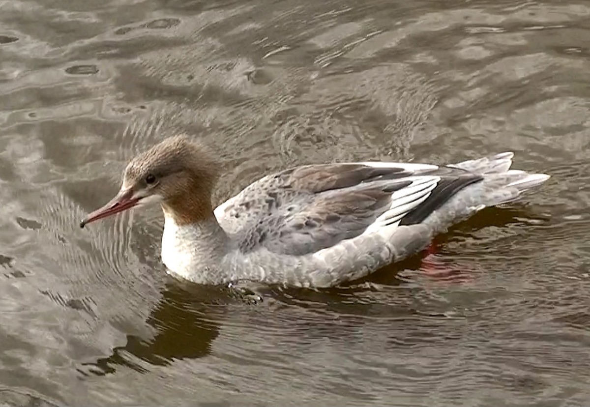 Common Merganser - Delfin Gonzalez