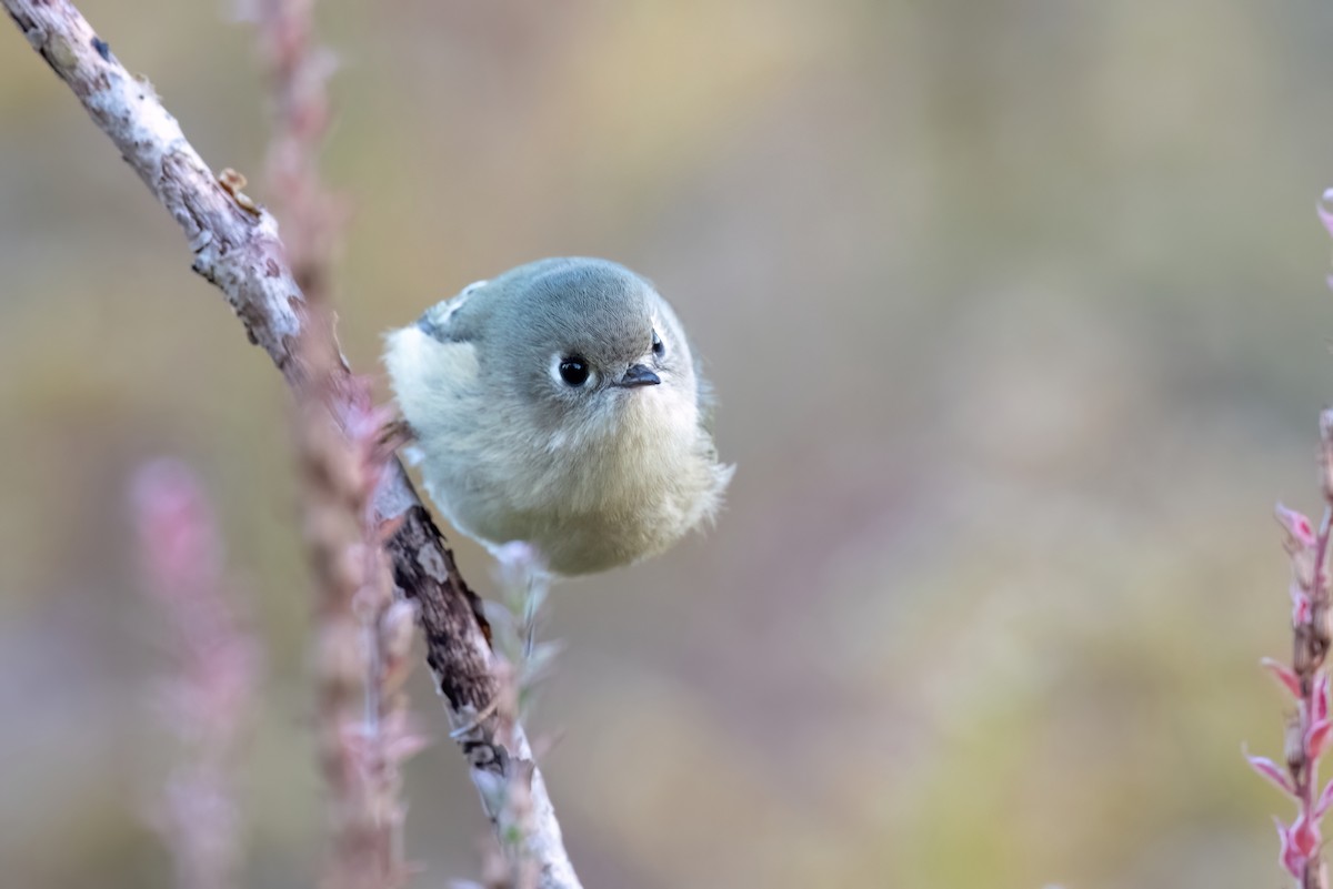 Ruby-crowned Kinglet - ML612372384