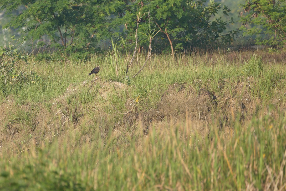 Pied Harrier - ML612372392