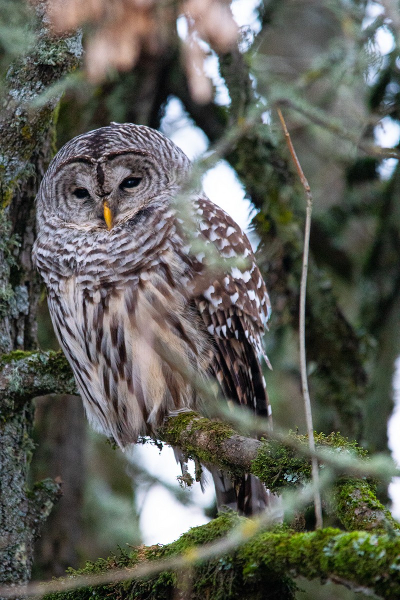 Barred Owl - ML612372402