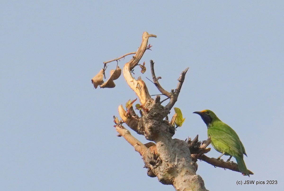 Goldstirn-Blattvogel - ML612372426