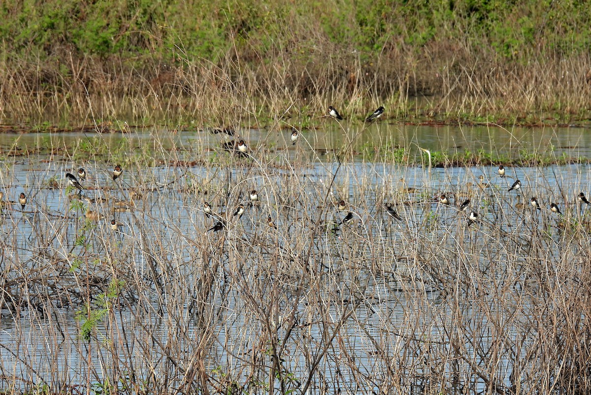 Golondrina Común - ML612372450