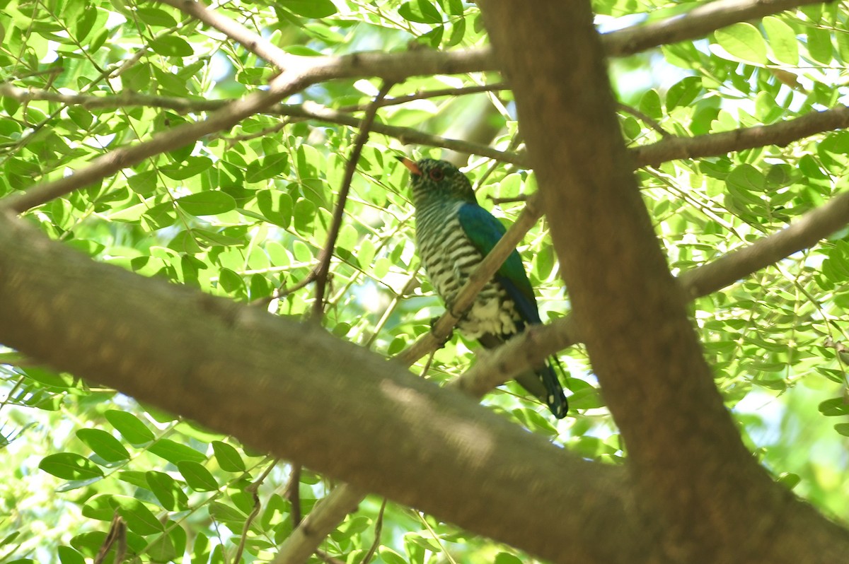 Asian Emerald Cuckoo - ML612372537