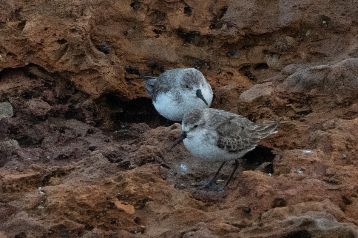 Western Sandpiper - ML612372581