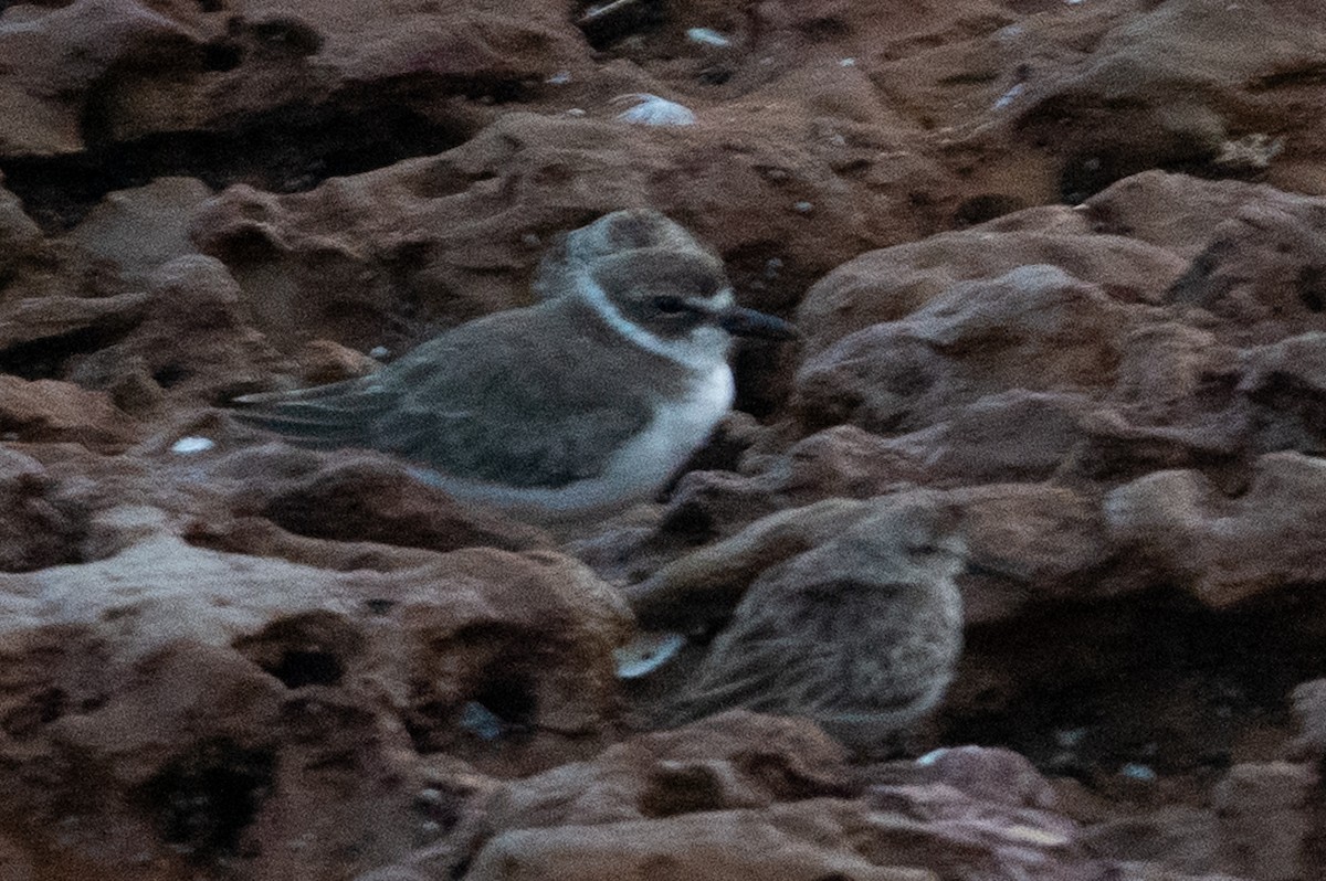 Wilson's Plover - ML612372584