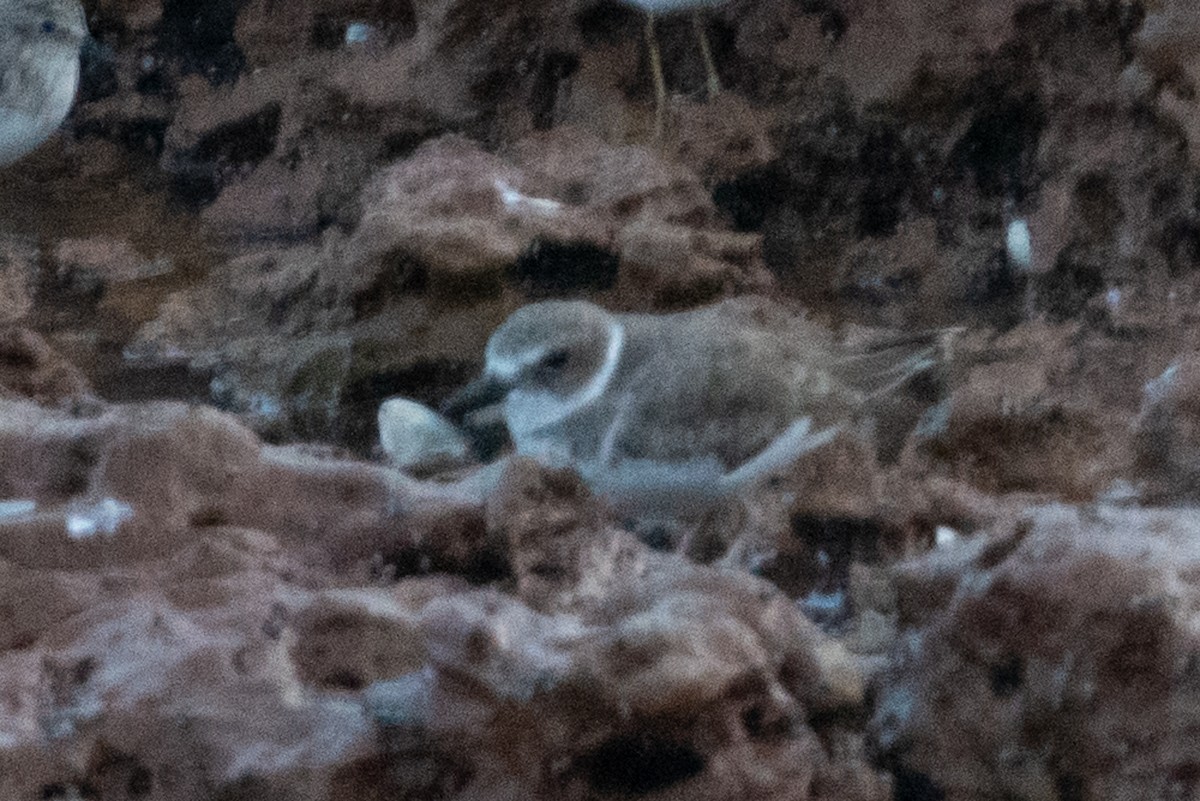 Wilson's Plover - Adam Jackson