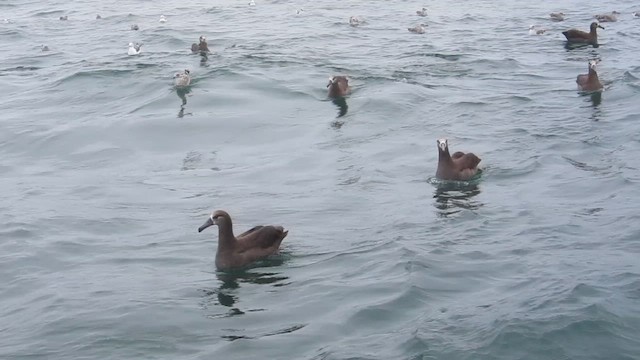 Albatros à pieds noirs - ML612372623