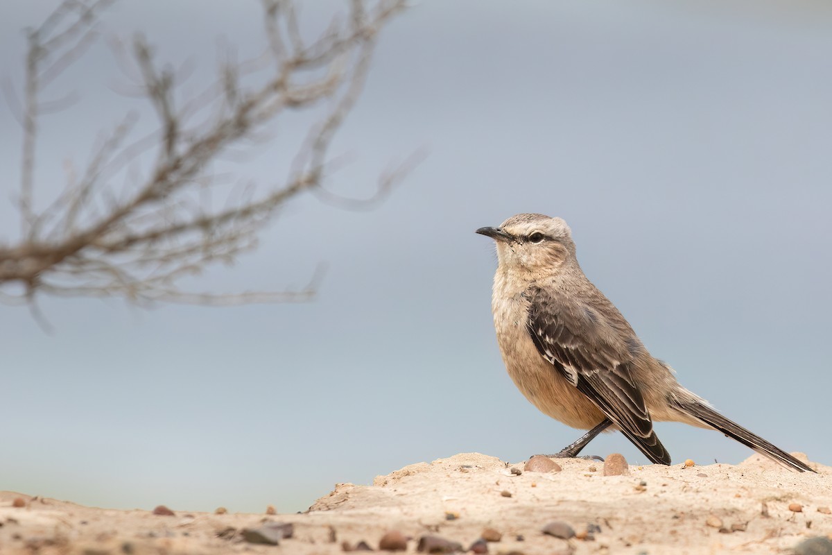 Patagonian Mockingbird - Marcos Eugênio Birding Guide