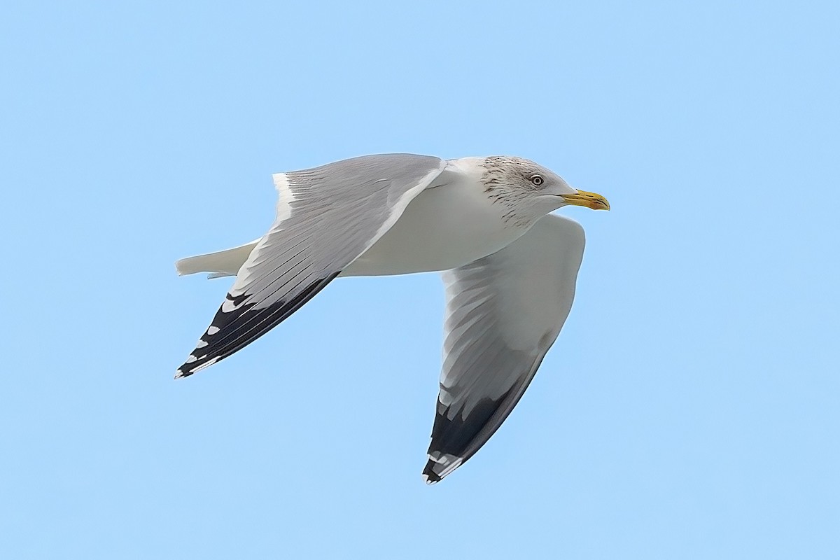 Herring Gull - can orbay