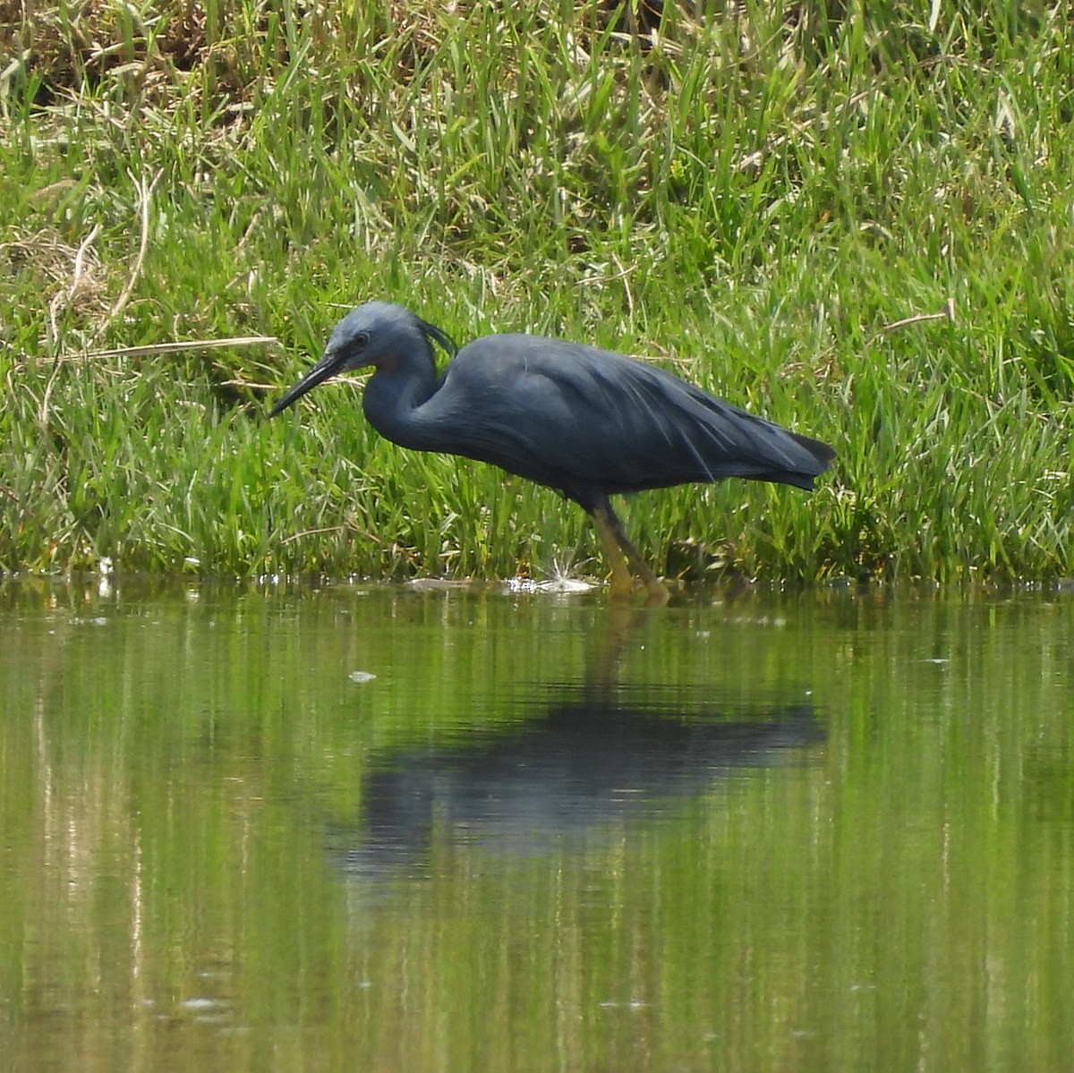 Slaty Egret - ML612372806