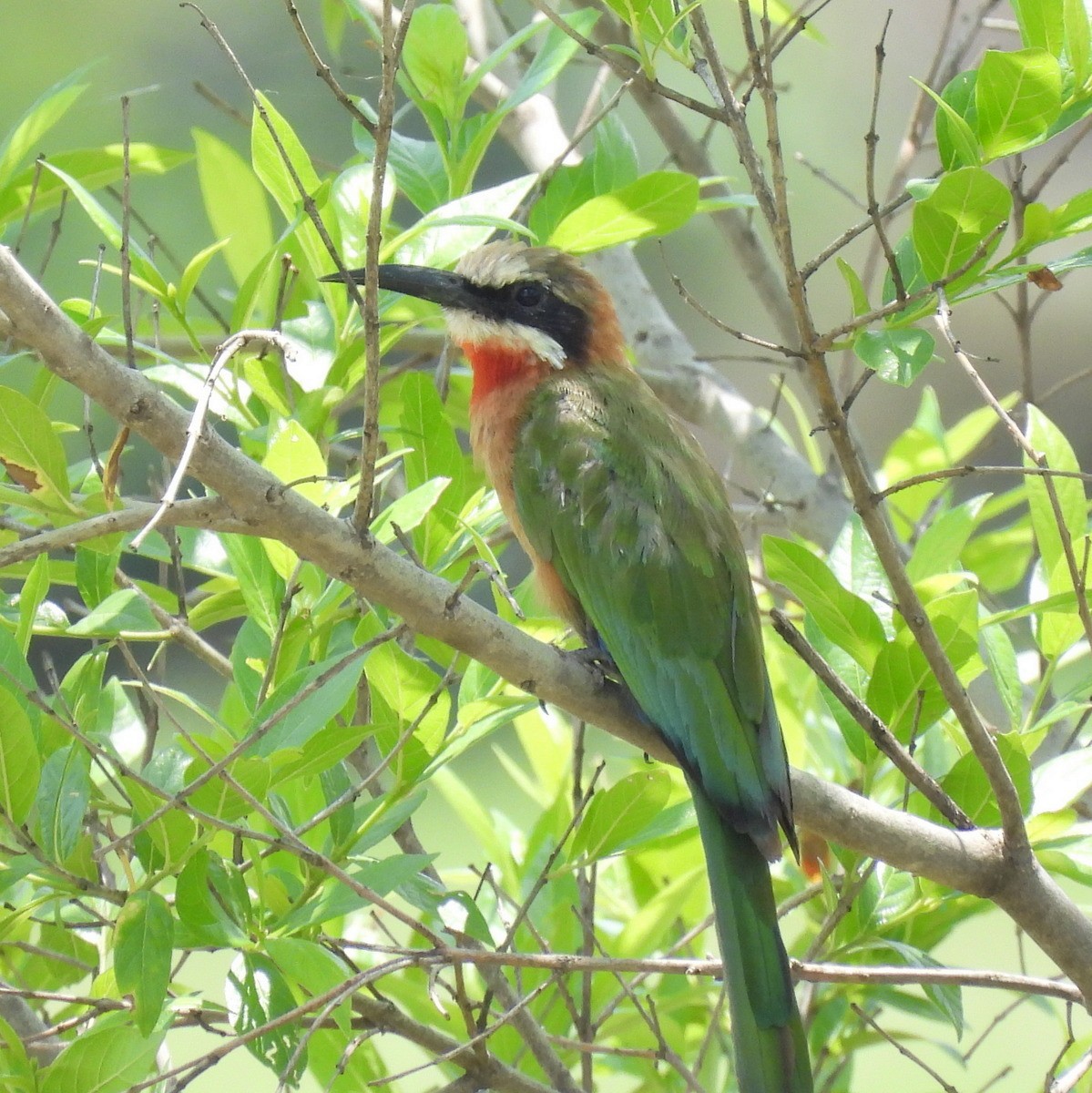 White-fronted Bee-eater - ML612372817