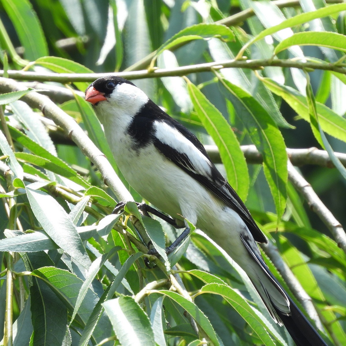 Pin-tailed Whydah - ML612372833